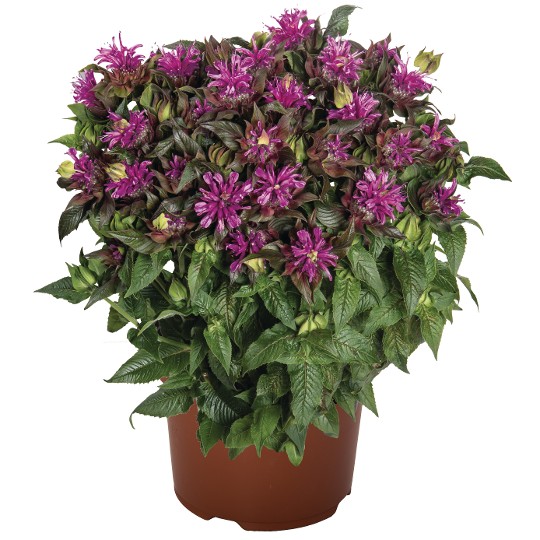 Pocahontas Deep Purple