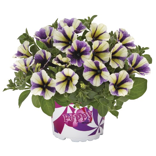 Peppy® Blueberry Muffin