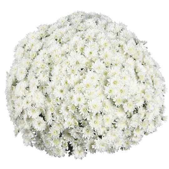 Fair White