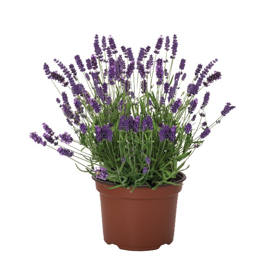 La Diva Vintage Violet