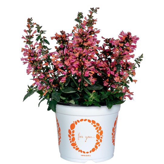 Betterbuzz Pink