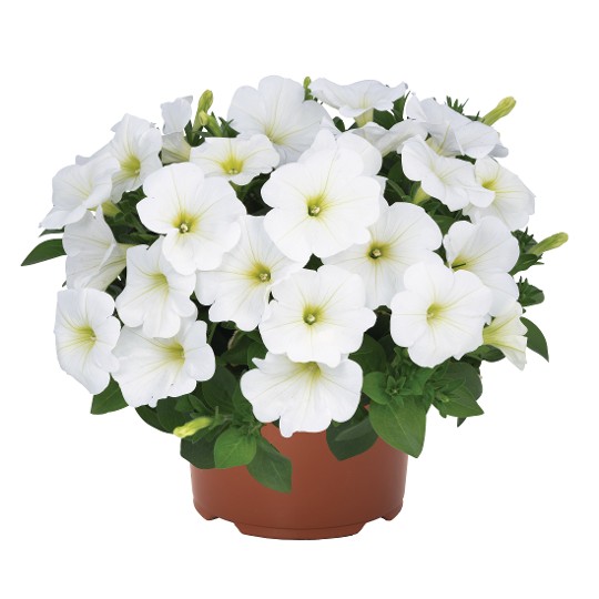 DuraBloom® White 2024 (Intrinsa)