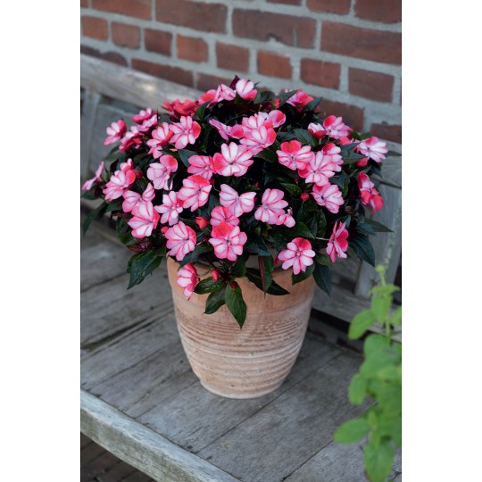 Petticoat® Red Star