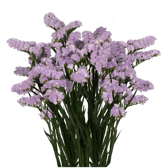 Tonie Lavender
