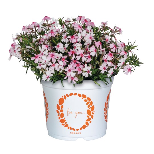 Spring® Coral Eye