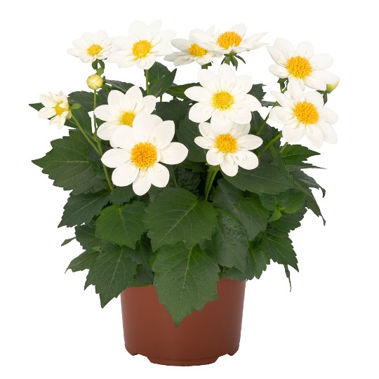 Summer Bees™ White Star 251