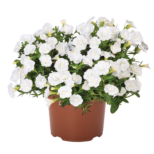 Aloha Double White