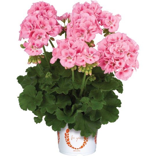 Survivor® Pink