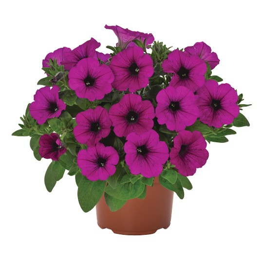 DuraBloom® Purple