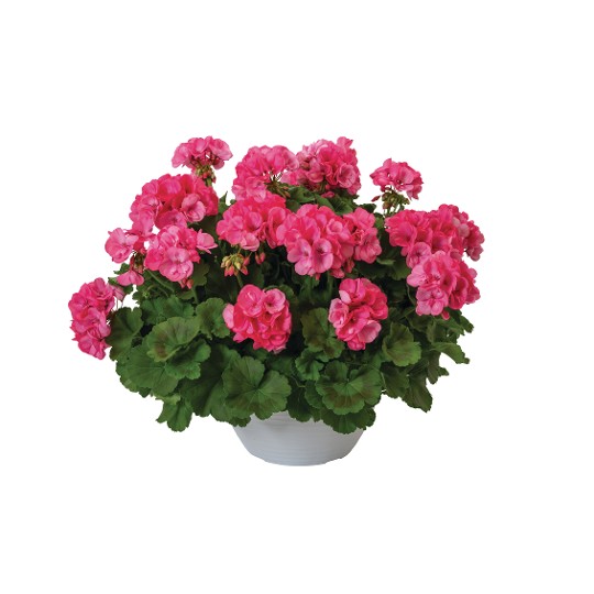 Survivor Idols® Pink