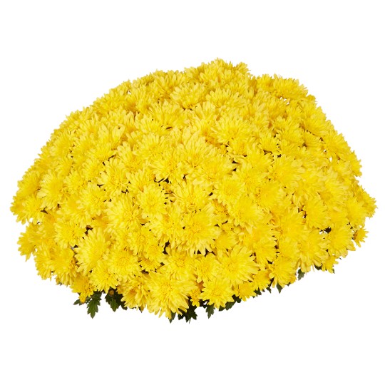 Goal Yellow