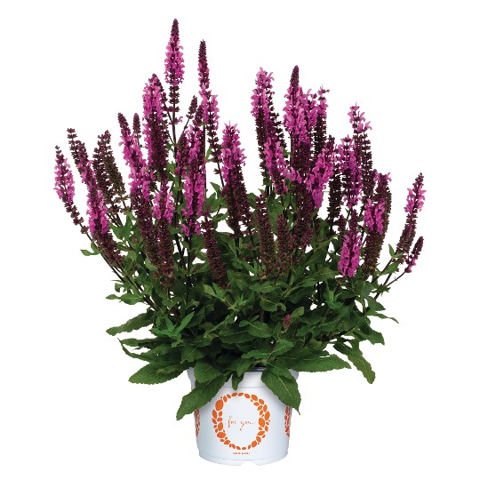 Caramia Pink