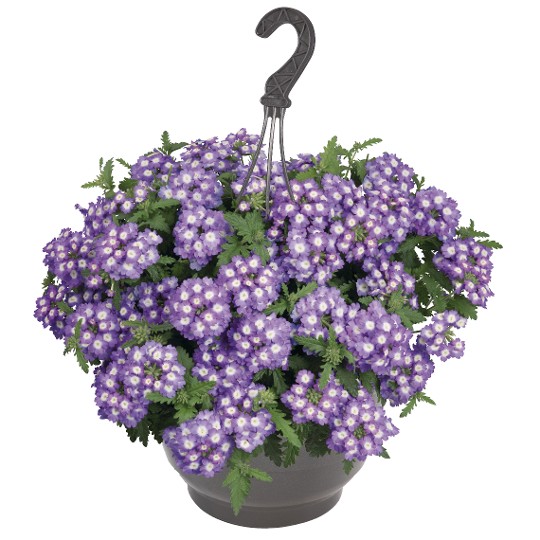 Empress® Sun Lavender Charme