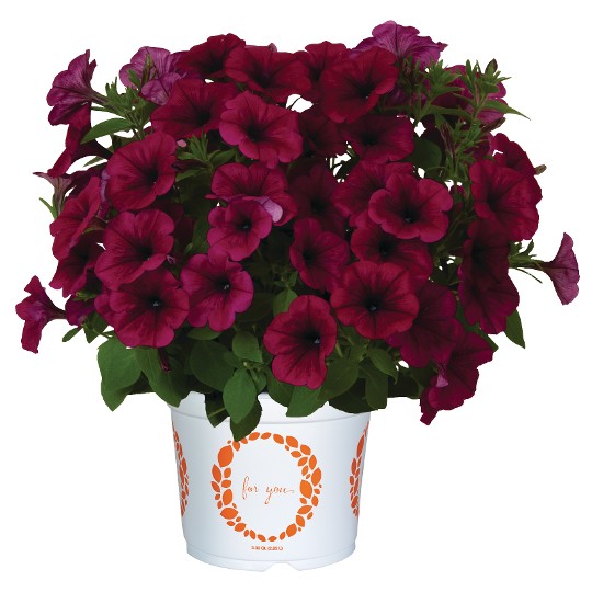 Potunia® Purple 02 (Intrinsa)