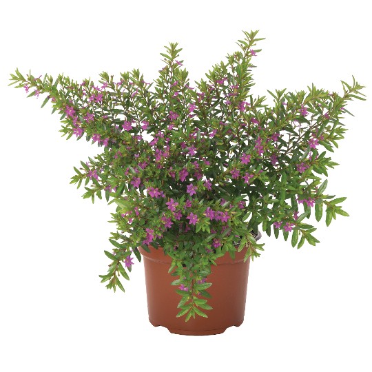 Cupheasy Lilac 2024