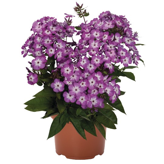Flame® Pro Purple