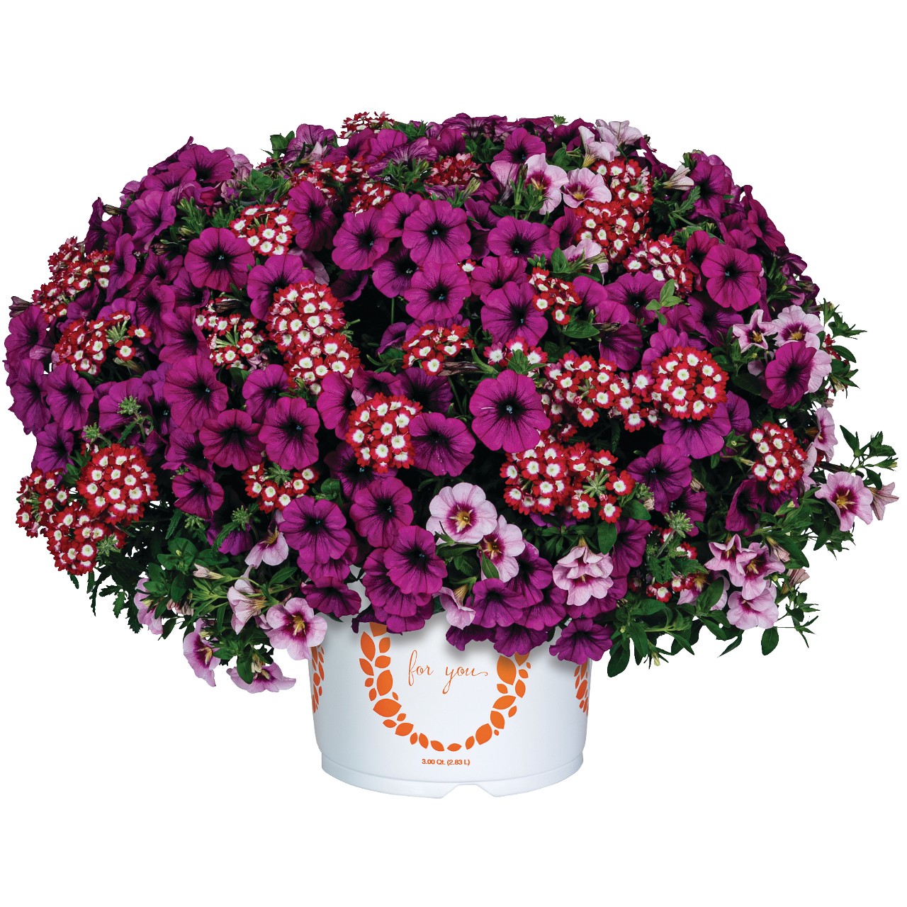 Confetti Garden® Cherries on Top 2024 - Products - Dümmen Orange