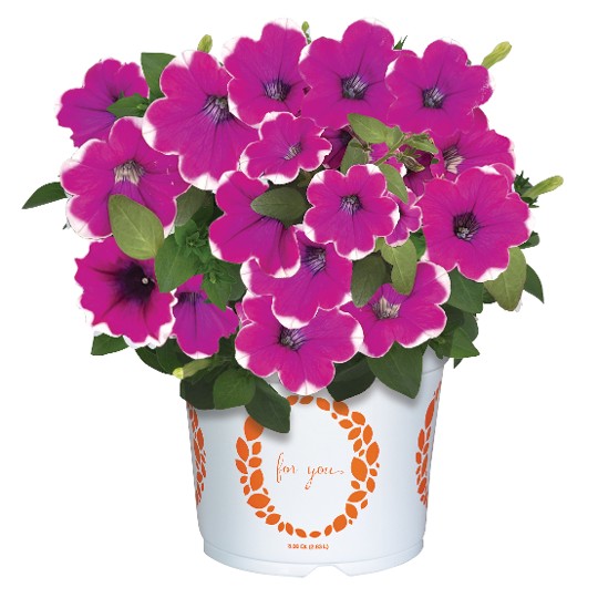DuraBloom® Magenta Halo (Intrinsa)