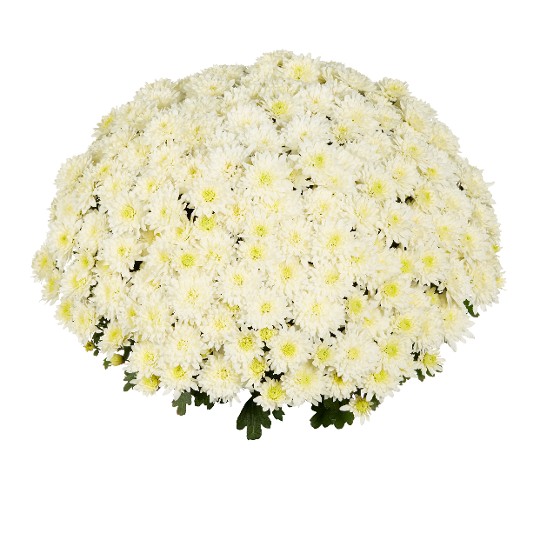 Homerun White