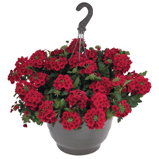 Empress® Sun Red