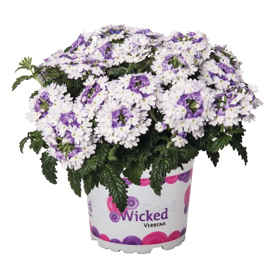 Wicked Purple
