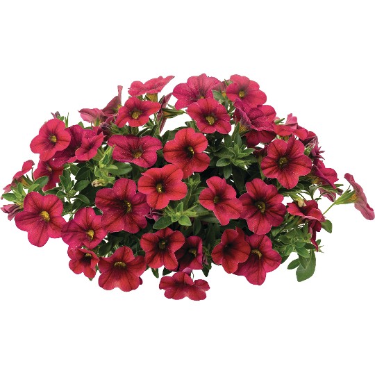 Bloomtastic Chili Pepper