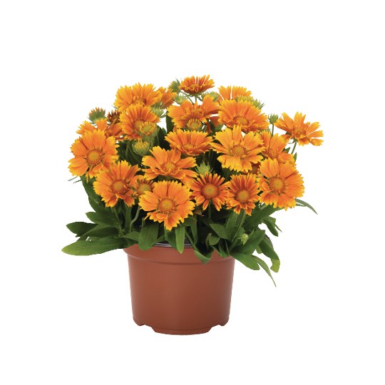 SpinTop® Mango