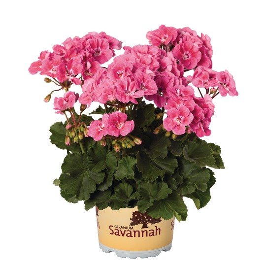 Savannah Pink Sizzle