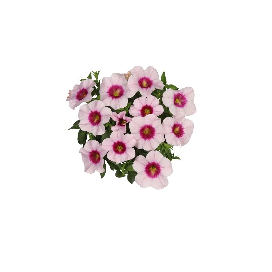 Aloha Classic Tiki Soft Pink 2018 NA