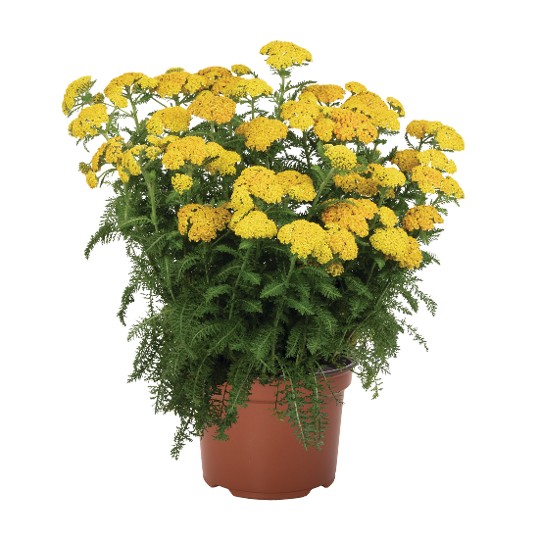 Skysail Yellow