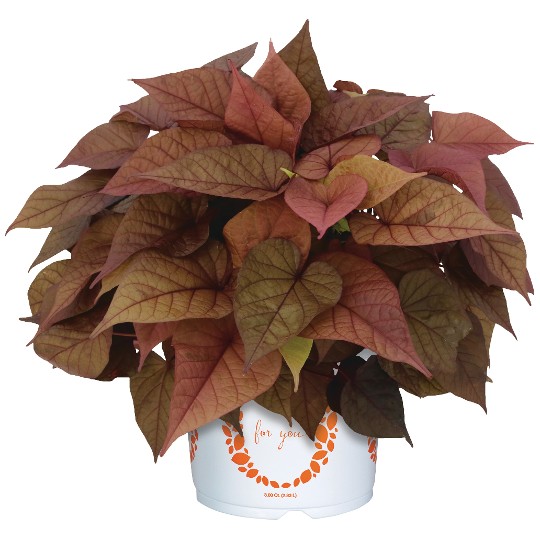 FloraMia Rosso
