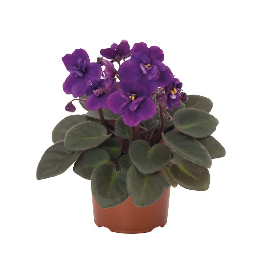 Mini Jenny Lilac