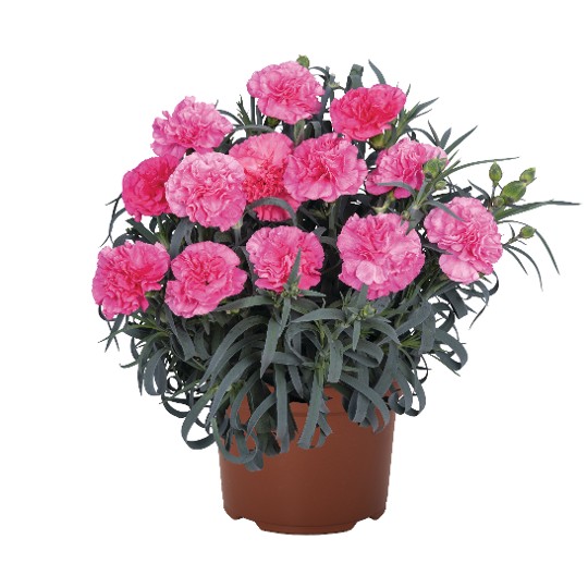 Oriental Rose Charm