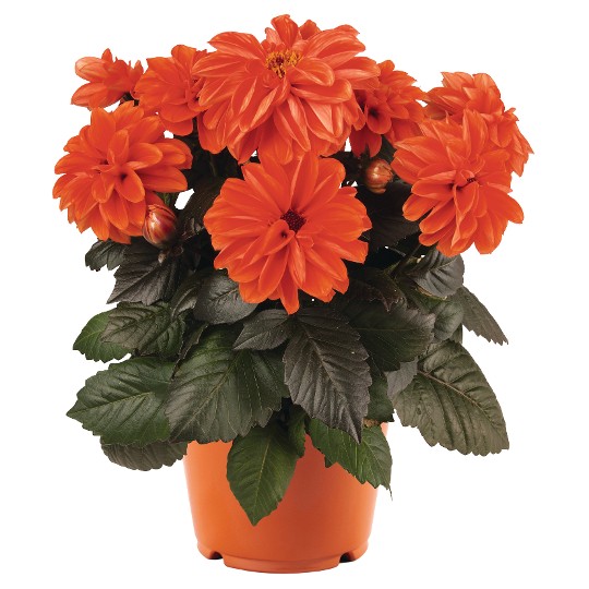 Temptation Orange