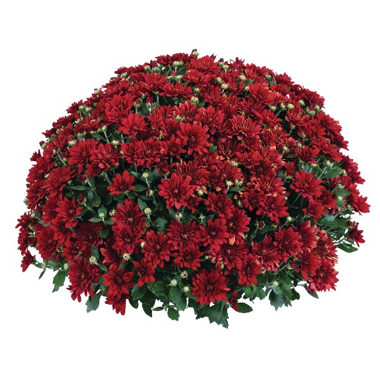 Fiesta Red