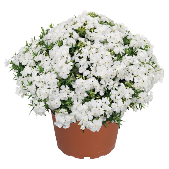 Spring® White