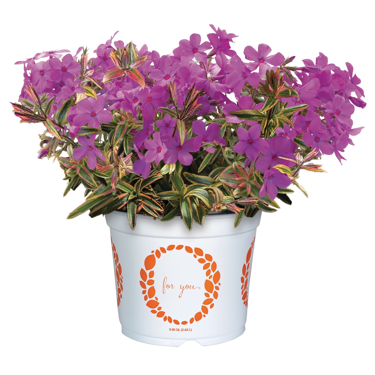 Forest Flare Rose - Products - Dümmen Orange