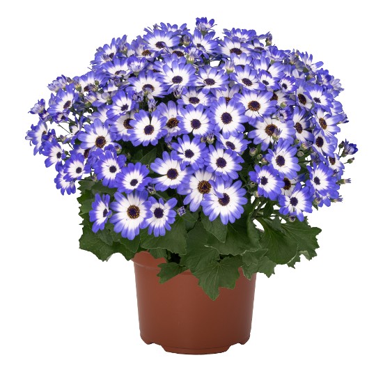 Mandala® Blue Tricolor 51