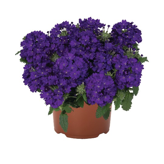 Lindolena Blue