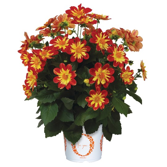 Summer Bees Red Star