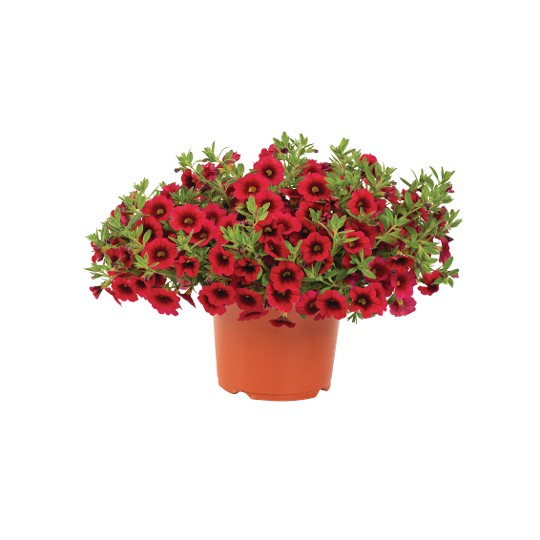 Bloomtastic Cherry