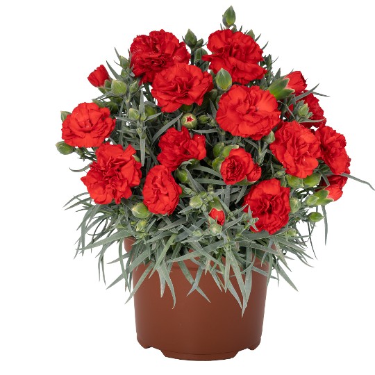 Oriental Red Embrace