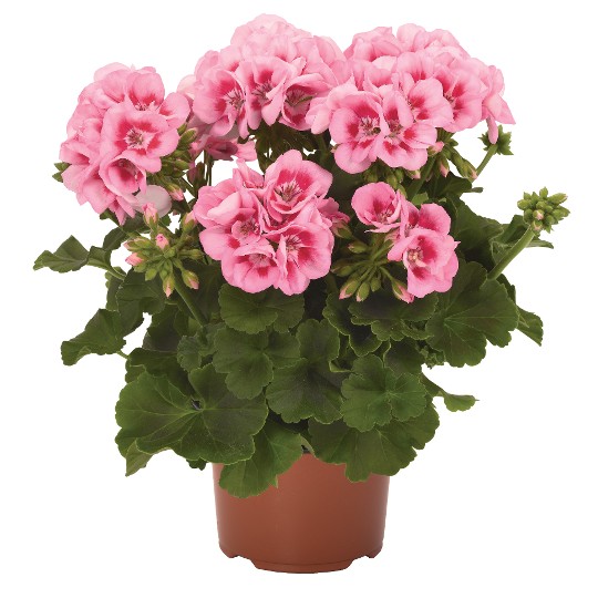 Survivor® Pink Mega Splash