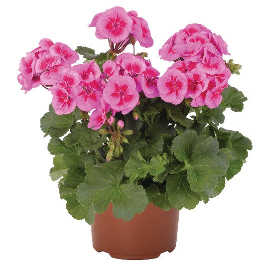 Sarita® Lilac Splash
