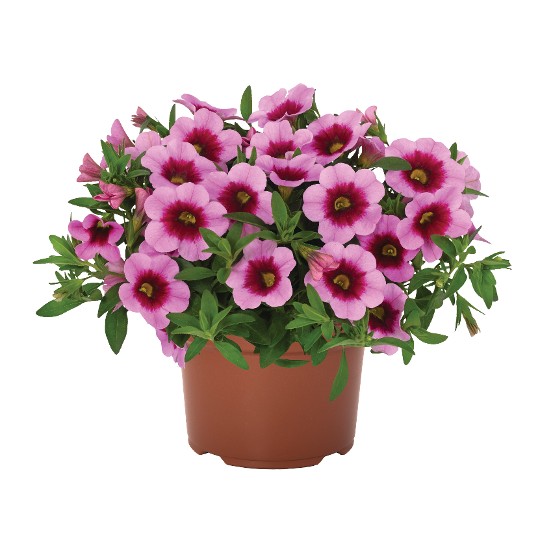 Aloha Kona Hula Pink