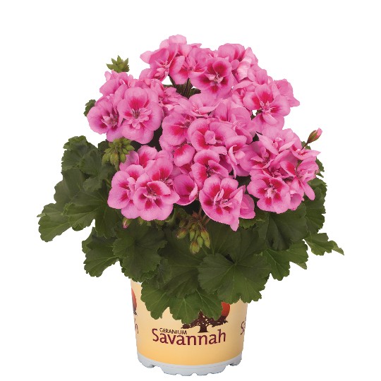 Savannah Pink Splash
