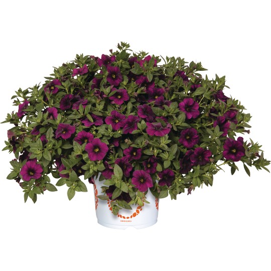 Aloha Midnight Purple