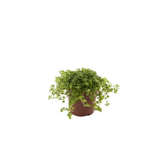 Pilea depressa Pantano