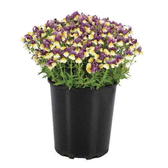 Escential® Blueberry Custard Imp.