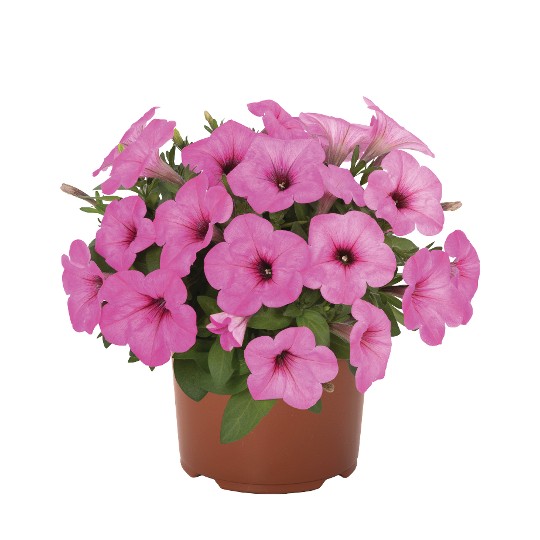 Potunia® + Pinkalicious 2024